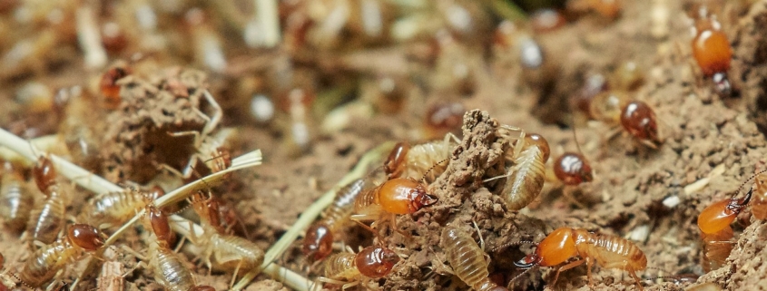 colonia de termitas