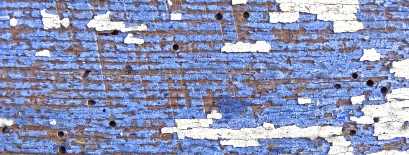 madera azul con carcoma