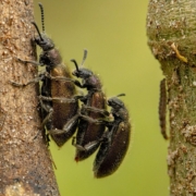 insectos xilófagos