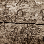 termitas madera