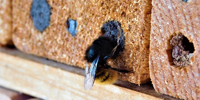 abejas carpinteras
