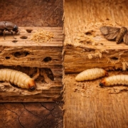 Comparación entre carcoma y polilla de la madera mostrando diferencias físicas y daños característicos