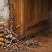 Humedad en madera del hogar como factor favorecedor de la aparición de termitas