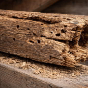 Viga de madera estructural gravemente dañada por carcoma o termitas que requiere sustitución urgente